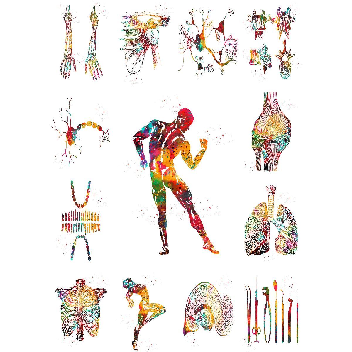Interior Design Education - Anatomisches Muskelstruktur-Poster Lehrreicher Kunstdruck für Innenarchitektur